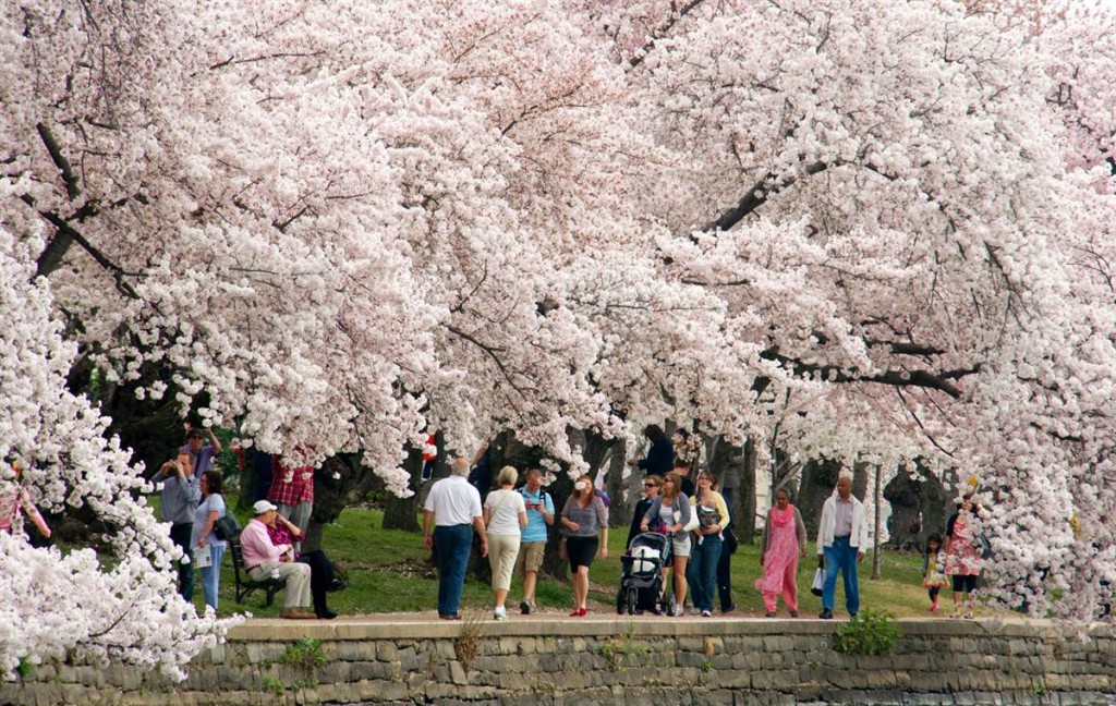 National Cherry Blossom Festival In Washington Dc Research History,Kitchen Cupboard Organizers Ideas