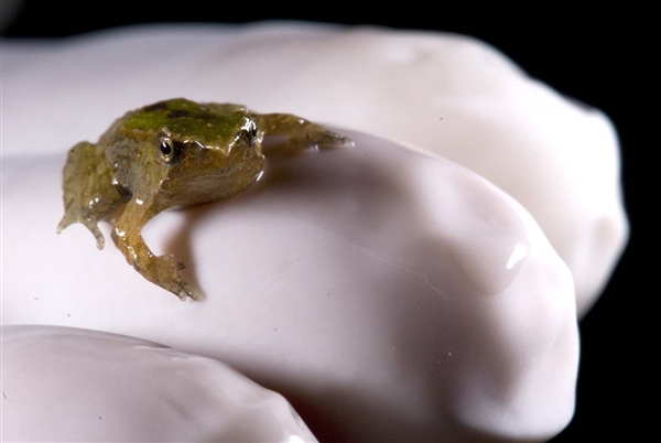 110603-coslog-captive-born-frog-1100a.photoblog600